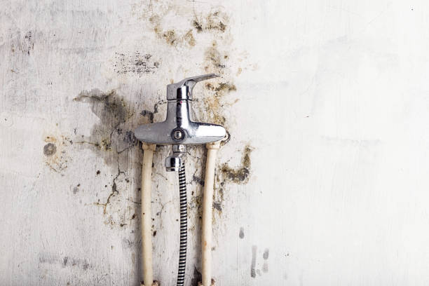 Best Mold Removal Near Me  in Wendell, ID