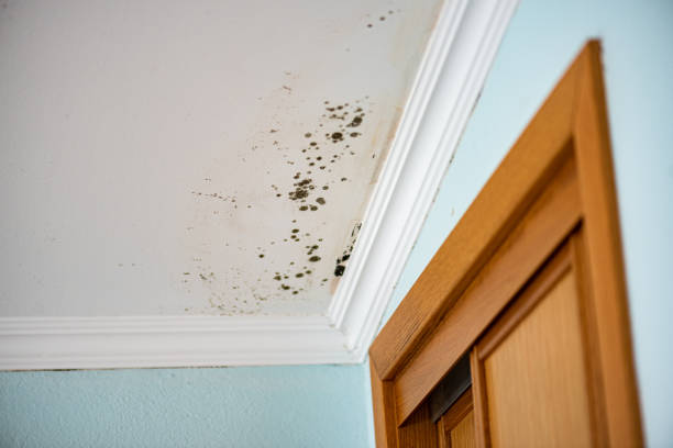 Best Mold Testing  in Wendell, ID