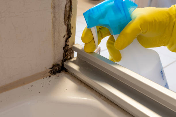 Best Mold Cleaning Services  in Wendell, ID