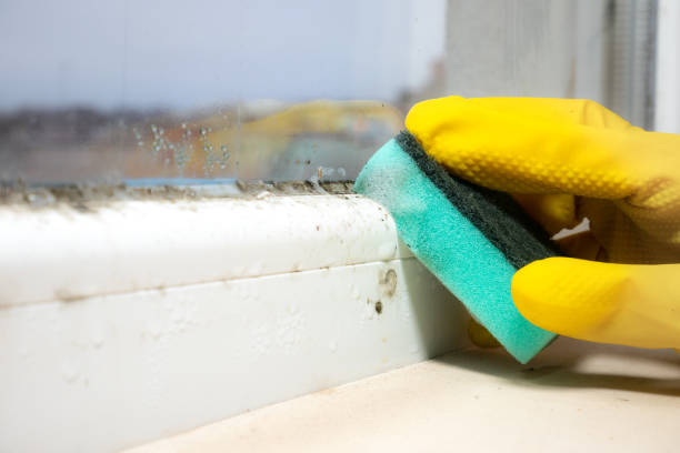Attic Mold Removal in Wendell, ID