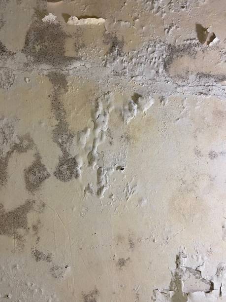 Best Black Mold Removal  in Wendell, ID