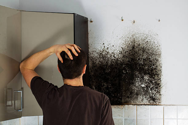 Best Attic Mold Removal  in Wendell, ID