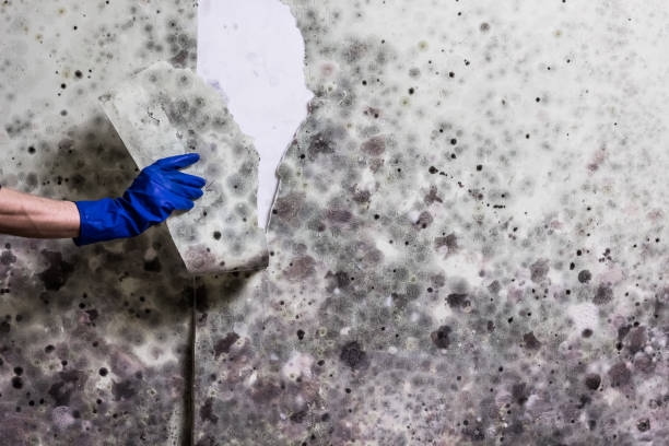 Best Local Mold Removal Service  in Wendell, ID